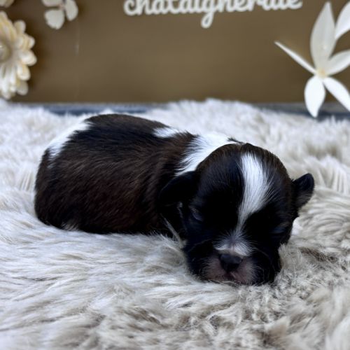 Chiot shih tzu #1