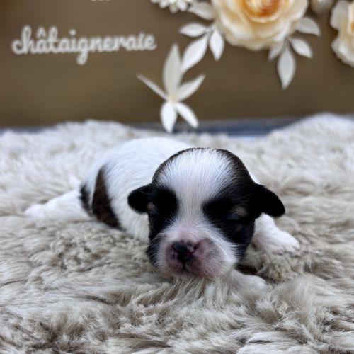 Chiot shih tzu #4