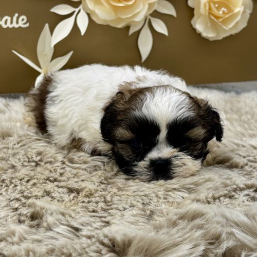 Chiot shih tzu #2