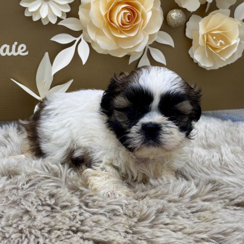 Chiot shih tzu