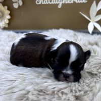 Chiot shih tzu #1