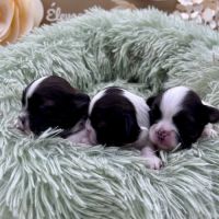 Chiot shih tzu #3