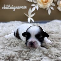 Chiot shih tzu #4