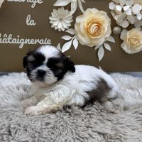 Chiot shih tzu #1
