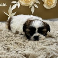 Chiot shih tzu #2