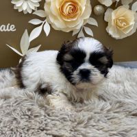 Chiot shih tzu