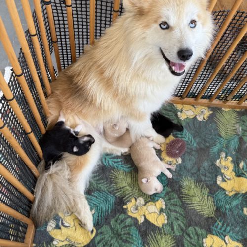 Chiots pomsky à réserver mâles et femelles