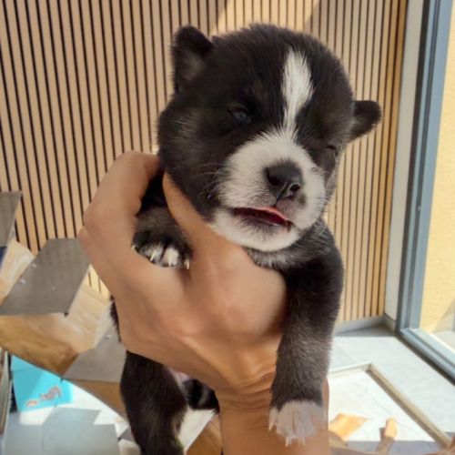 Chiots pomsky à réserver mâles et femelles #2