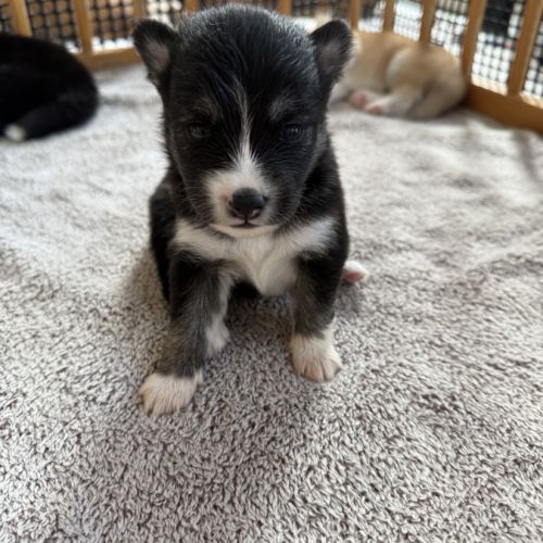 Chiots pomsky à réserver mâles et femelles #3