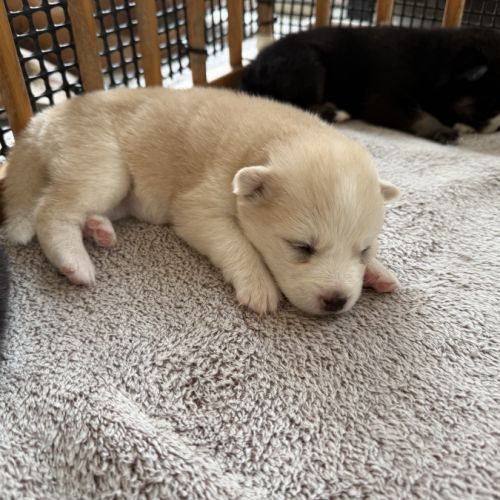 Chiots pomsky à réserver mâles et femelles #4