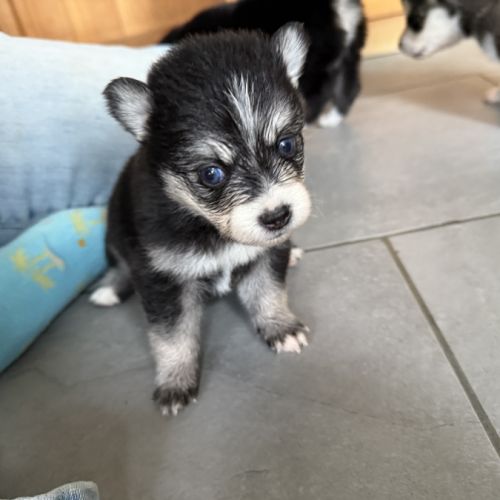 Chiots pomsky à réserver mâles et femelles #5