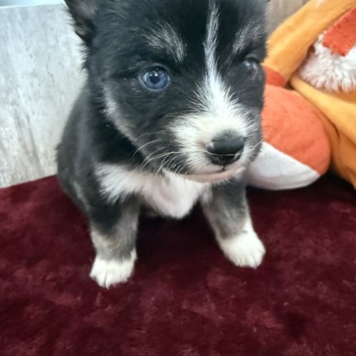 Chiots pomsky à réserver mâles et femelles #8