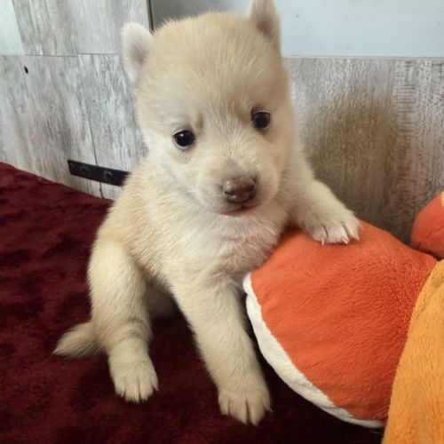 Chiots pomsky à réserver mâles et femelles #9