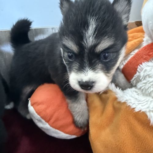 Chiots pomsky à réserver mâles et femelles #10