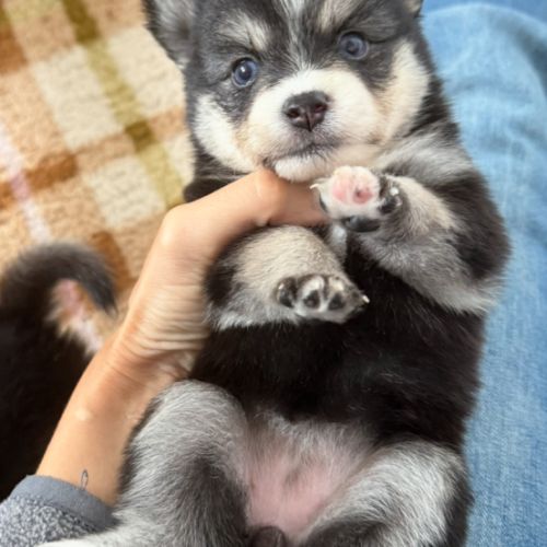 Chiots pomsky à réserver mâles et femelles #1