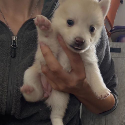 Chiots pomsky à réserver mâles et femelles #2