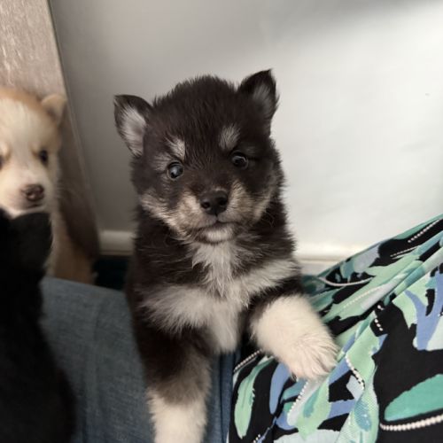 Chiots pomsky à réserver mâles et femelles #3