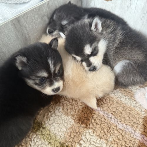 Chiots pomsky à réserver mâles et femelles