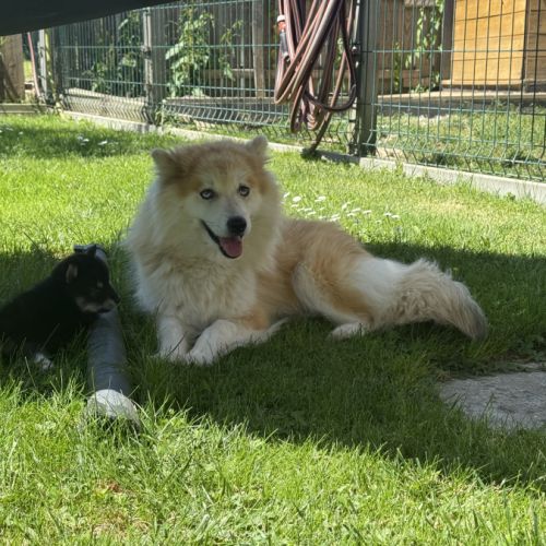 Chiots pomsky à réserver mâles et femelles #5