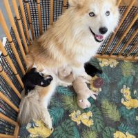 Chiots pomsky à réserver mâles et femelles