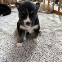 Chiots pomsky à réserver mâles et femelles #3