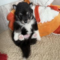 Chiots pomsky à réserver mâles et femelles #6