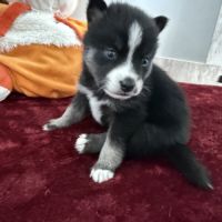 Chiots pomsky à réserver mâles et femelles #7