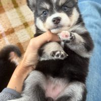 Chiots pomsky à réserver mâles et femelles #1