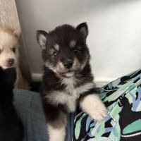 Chiots pomsky à réserver mâles et femelles #3