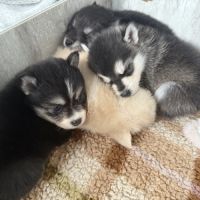 Chiots pomsky à réserver mâles et femelles