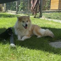 Chiots pomsky à réserver mâles et femelles #5