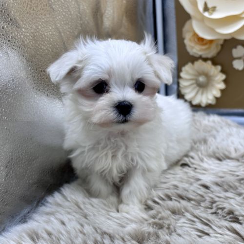 Chiot bichon maltais #2