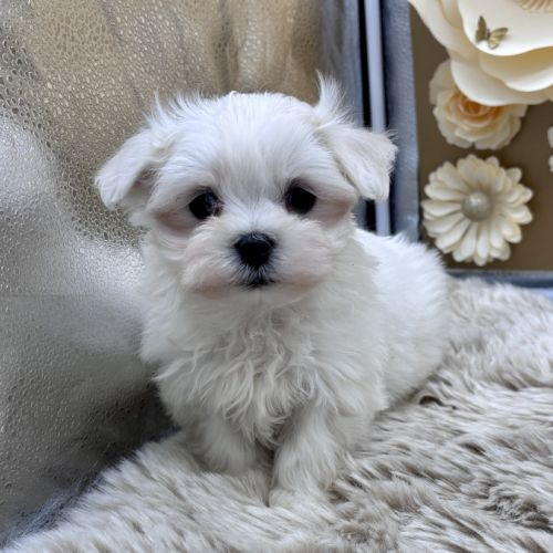 Chiot bichon maltais #3