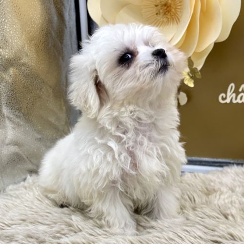 Chiot bichon maltais #3