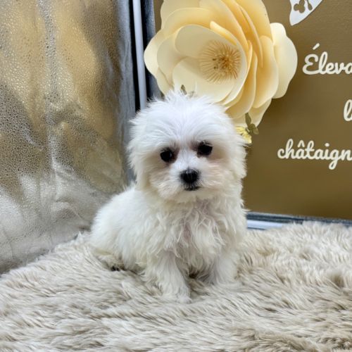 Chiot bichon maltais #4