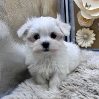 Chiot bichon maltais #3