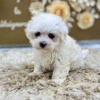 Chiot bichon maltais