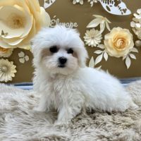 Chiot bichon maltais #1