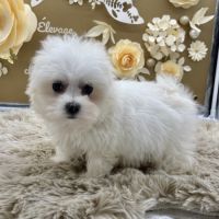 Chiot bichon maltais