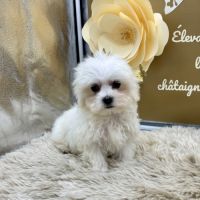 Chiot bichon maltais #4