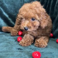 Disponible,arlette,femelle type caniche nain rouge #1