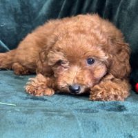 Disponible,arlette,femelle type caniche nain rouge #2