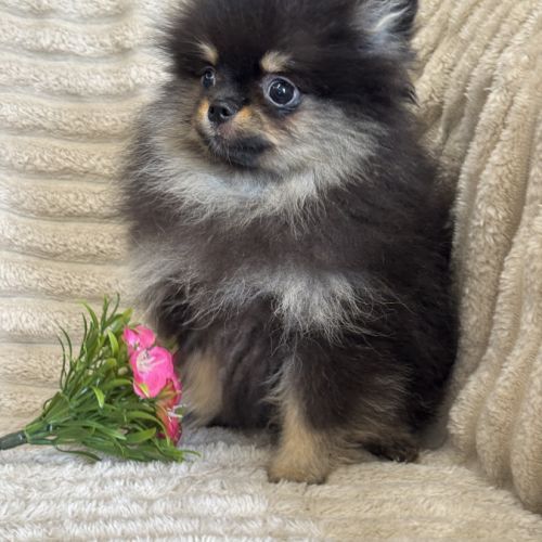 Disponible, twinnie, femelle type spitz nain pom #1