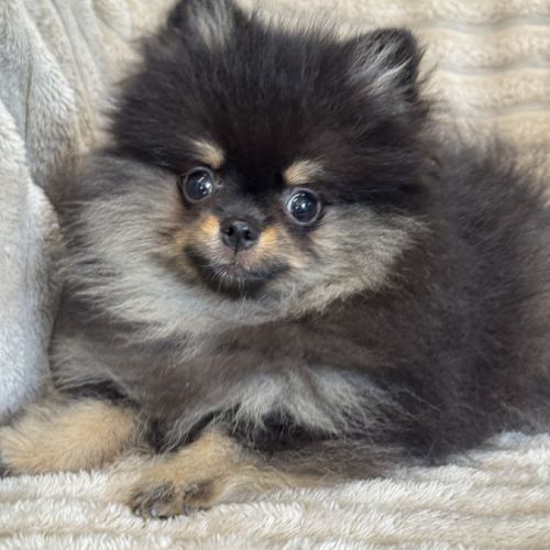 Disponible, twinnie, femelle type spitz nain pom