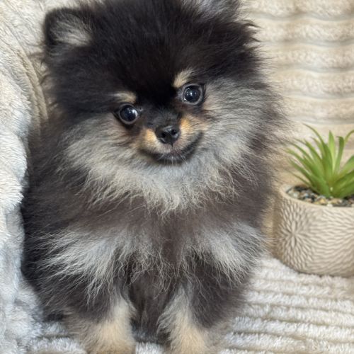 Disponible, twinnie, femelle type spitz nain pom #5