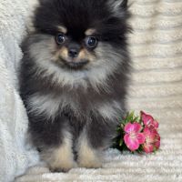 Disponible, twinnie, femelle type spitz nain pom #2