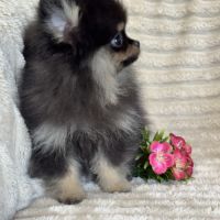 Disponible, twinnie, femelle type spitz nain pom #3