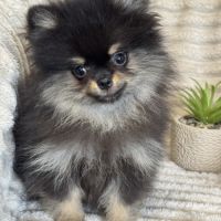 Disponible, twinnie, femelle type spitz nain pom #5