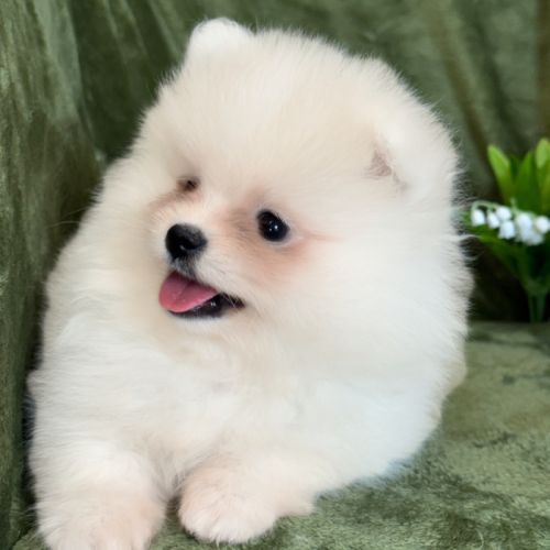 A réserver, brume, femelle type spitz nain pom