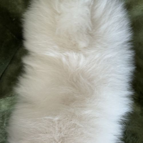 A réserver, brume, femelle type spitz nain pom #5